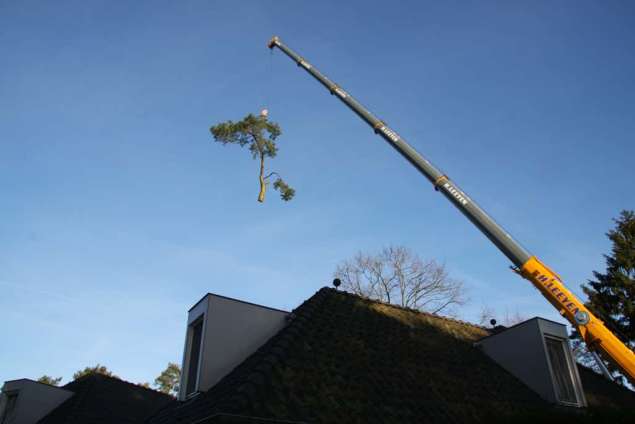 bomen rooien en versnipperen in vught hovenier tilburg